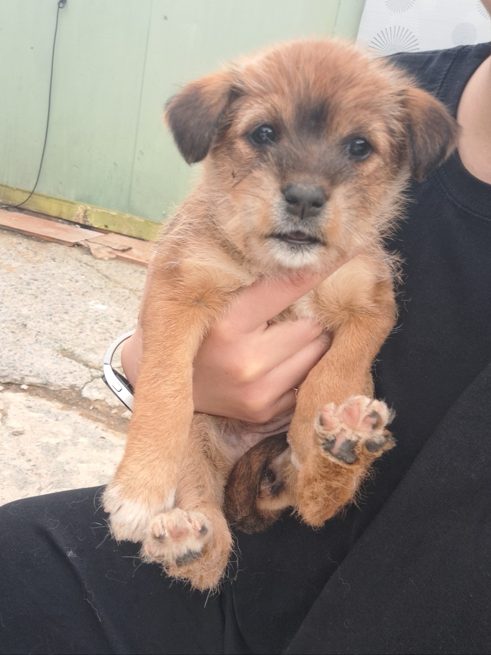 울산유기동물보호센터_431373202300474